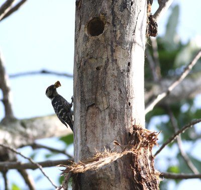 lesser-spotted_woodpecker