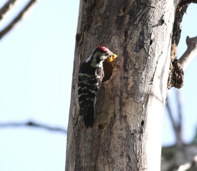 Lesser Spotted Woodpecker (Dendrocopos minor)