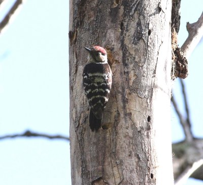 Lesser Spotted Woodpecker (Dendrocopos minor)