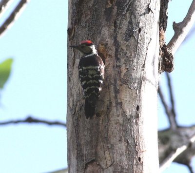 Lesser Spotted Woodpecker (Dendrocopos minor)