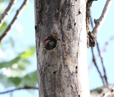 Lesser Spotted Woodpecker (Dendrocopos minor)