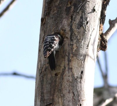 Lesser Spotted Woodpecker (Dendrocopos minor)