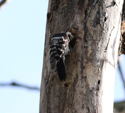 Lesser Spotted Woodpecker (Dendrocopos minor)