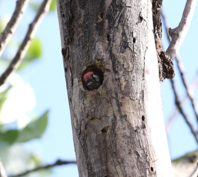 Lesser Spotted Woodpecker (Dendrocopos minor)