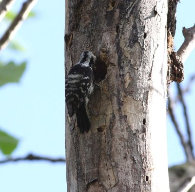 Lesser Spotted Woodpecker (Dendrocopos minor)