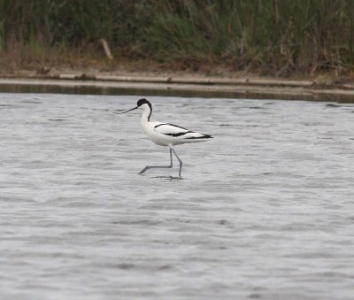 Avocet (Recurvirostra avosetta)