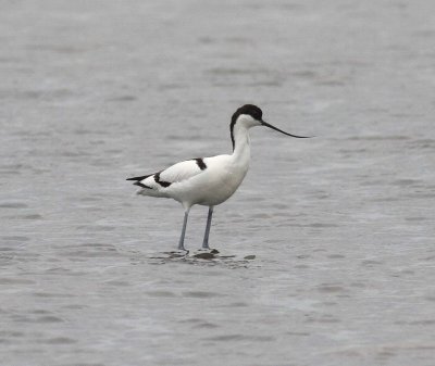 Avocet (Recurvirostra avosetta)