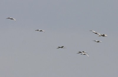 Spoonbill (Platalea leucorodia)