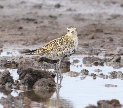 Golden Plover (Pluvialis apricaria)