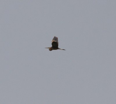 Purple Heron (Ardea purpurea)