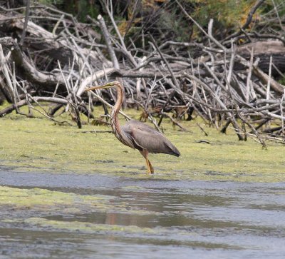 Purple Heron (Ardea purpurea)