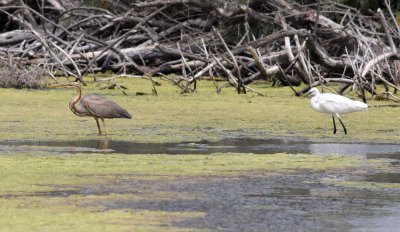 Purple Heron (Ardea purpurea) with Little Egret (Egretta garzetta)