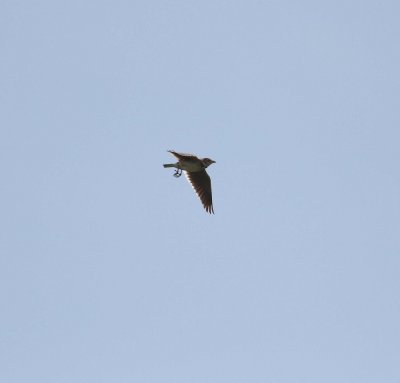 Calandra Lark (Melanocorypha calandra)