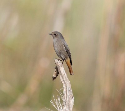 Black Redstart (Phoenicurus ochruros)
