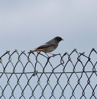 Black Redstart (Phoenicurus ochruros)