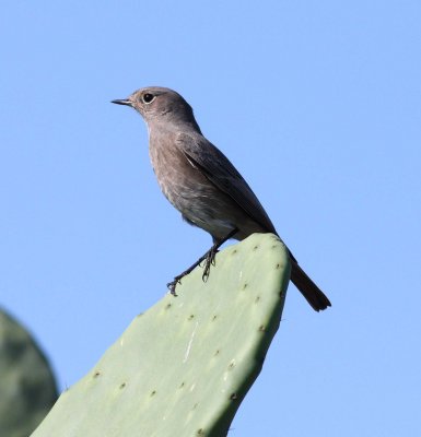 Black Redstart (Phoenicurus ochruros)