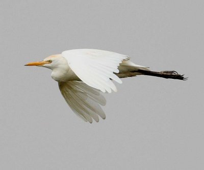 Cattle Egret (Bulbulcus ibis)
