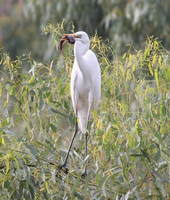 Great White Egret (Egretta Alba)