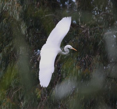 Great White Egret (Egretta Alba)