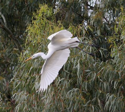 Great White Egret (Egretta Alba)