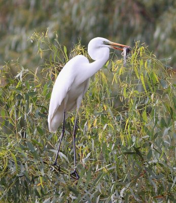 Great White Egret (Egretta Alba)