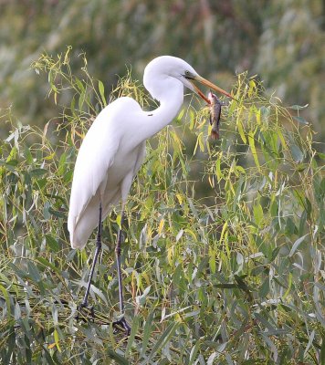 Great White Egret (Egretta Alba)