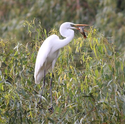 Great White Egret (Egretta Alba)