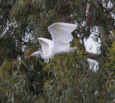 Great White Egret (Egretta Alba)