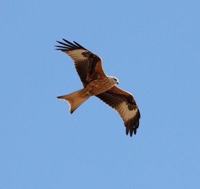 Red Kite (Milvus milvus)