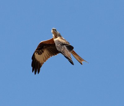 Red Kite (Milvus milvus)