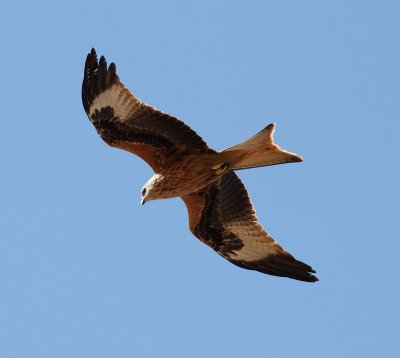 Red Kite (Milvus milvus)