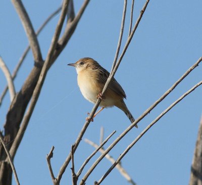 Fan-tailed Warbler (Cisticola juncidis)