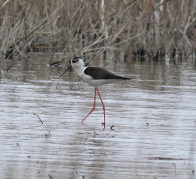 Black-winged Stilt (Himantopus himantopus)