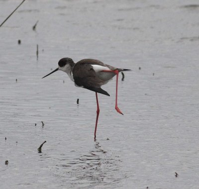 Black-winged Stilt (Himantopus himantopus)