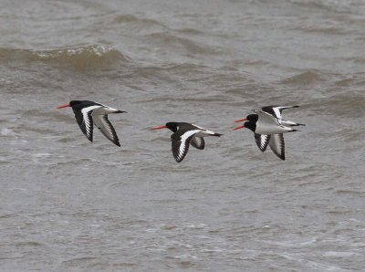 Oystercatcher (Haematopus ostralegus)