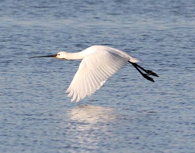 Spoonbill (Platalea leucorodia)