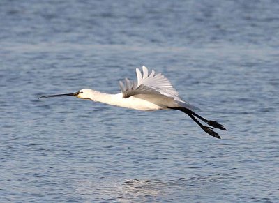 Spoonbill (Platalea leucorodia)