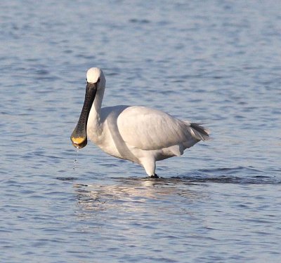 Spoonbill (Platalea leucorodia)