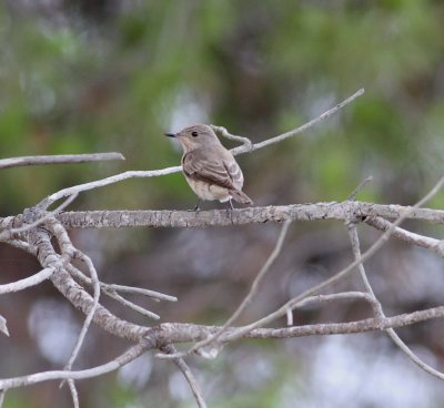 Spotted Flycatcher (Muscicapa striata)