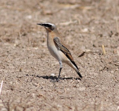 Northern Wheatear (Oenanthe oenanthe)
