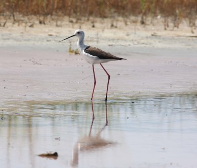 Black-winged Stilt (Himantopus himantopus)