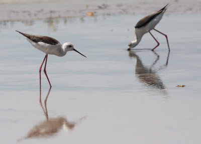 Black-winged Stilt (Himantopus himnatopus)