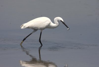 Little Egret (Egretta garzetta)