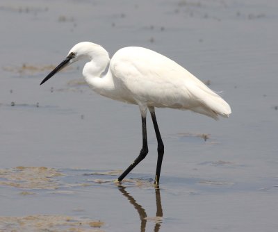 Little Egret (Egretta garzetta)