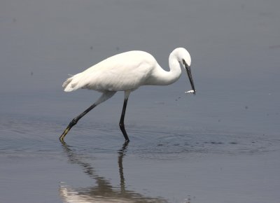 Little Egret (Egretta garzetta)