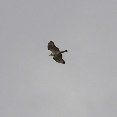 Honey Buzzard (Pernis apivorus)