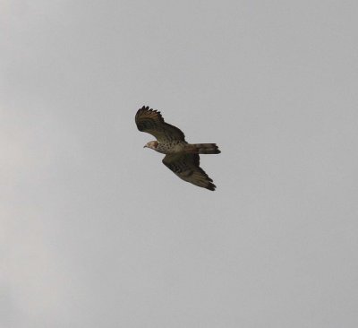 Honey Buzzard (Pernis apivorus)