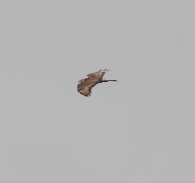 Honey Buzzard (Pernis apivorus)