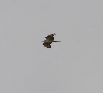Honey Buzzard (Pernis apivorus)