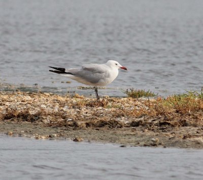 Audouins Gull (Larus audounii)